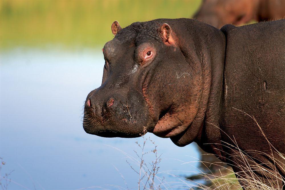 Lalibela Game Reserve - Kichaka Lodge Paterson Ngoại thất bức ảnh