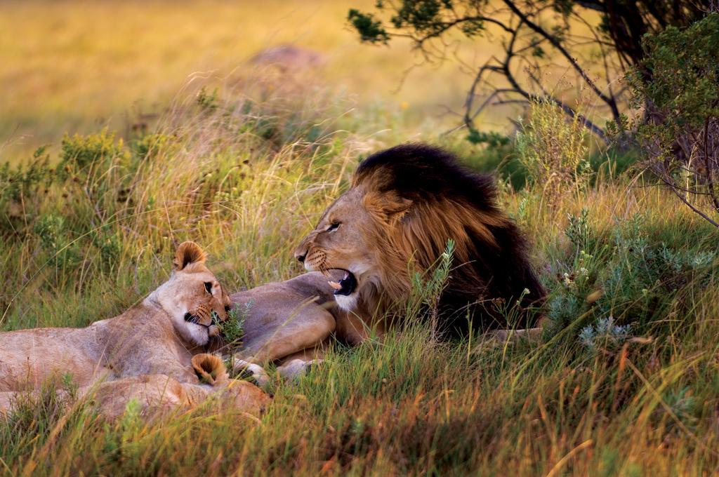 Lalibela Game Reserve - Kichaka Lodge Paterson Ngoại thất bức ảnh