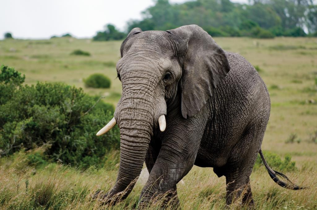 Lalibela Game Reserve - Kichaka Lodge Paterson Ngoại thất bức ảnh