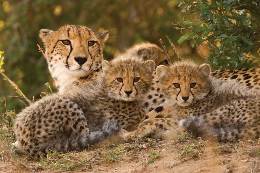 Lalibela Game Reserve - Kichaka Lodge Paterson Ngoại thất bức ảnh