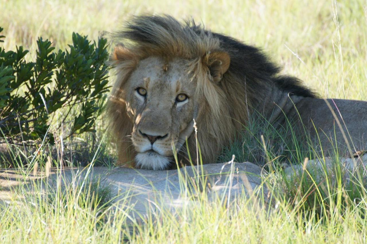 Lalibela Game Reserve - Kichaka Lodge Paterson Ngoại thất bức ảnh