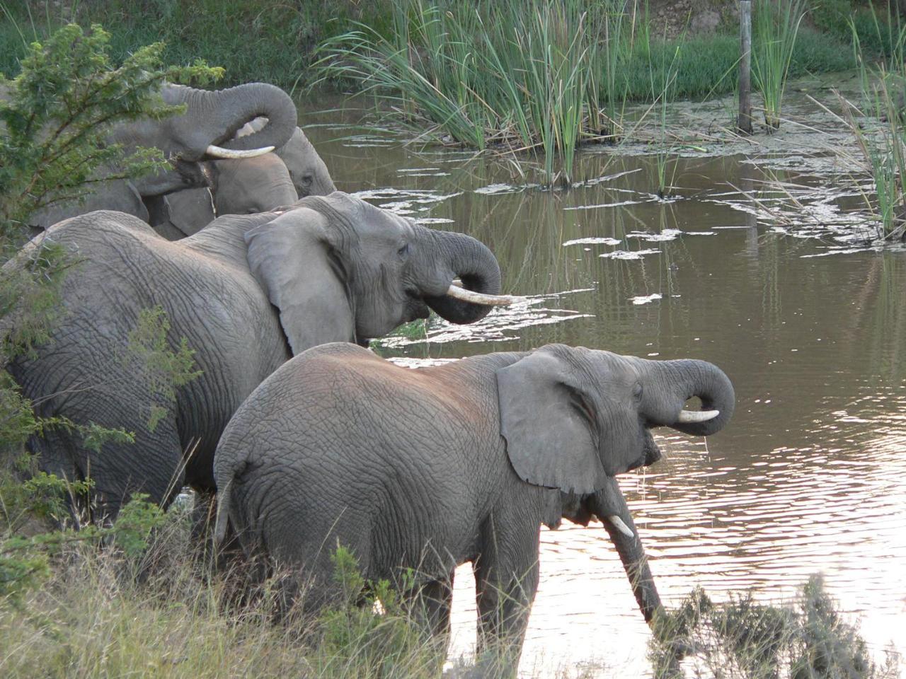 Lalibela Game Reserve - Kichaka Lodge Paterson Ngoại thất bức ảnh