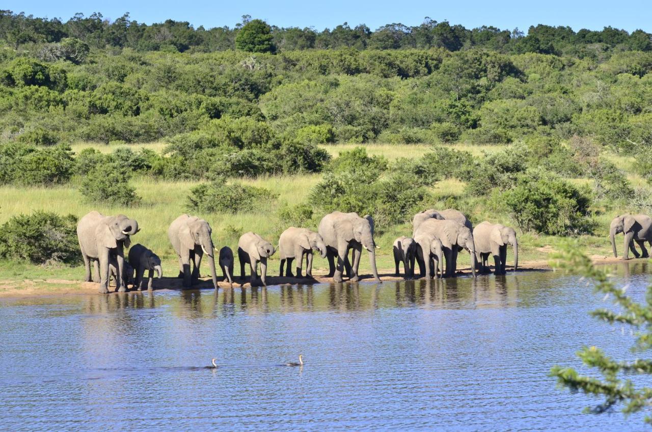 Lalibela Game Reserve - Kichaka Lodge Paterson Ngoại thất bức ảnh
