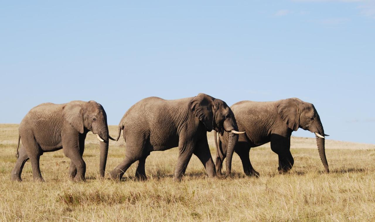 Lalibela Game Reserve - Kichaka Lodge Paterson Ngoại thất bức ảnh