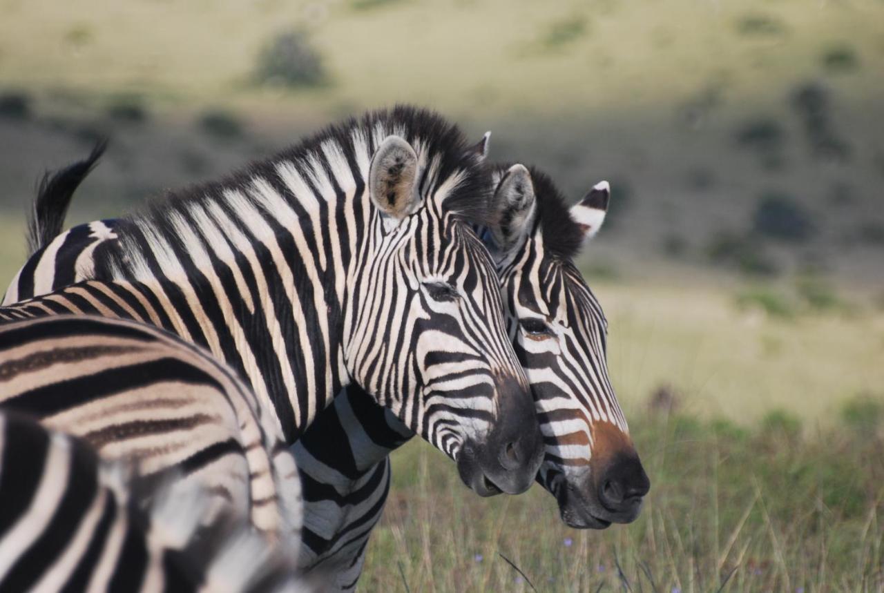 Lalibela Game Reserve - Kichaka Lodge Paterson Ngoại thất bức ảnh