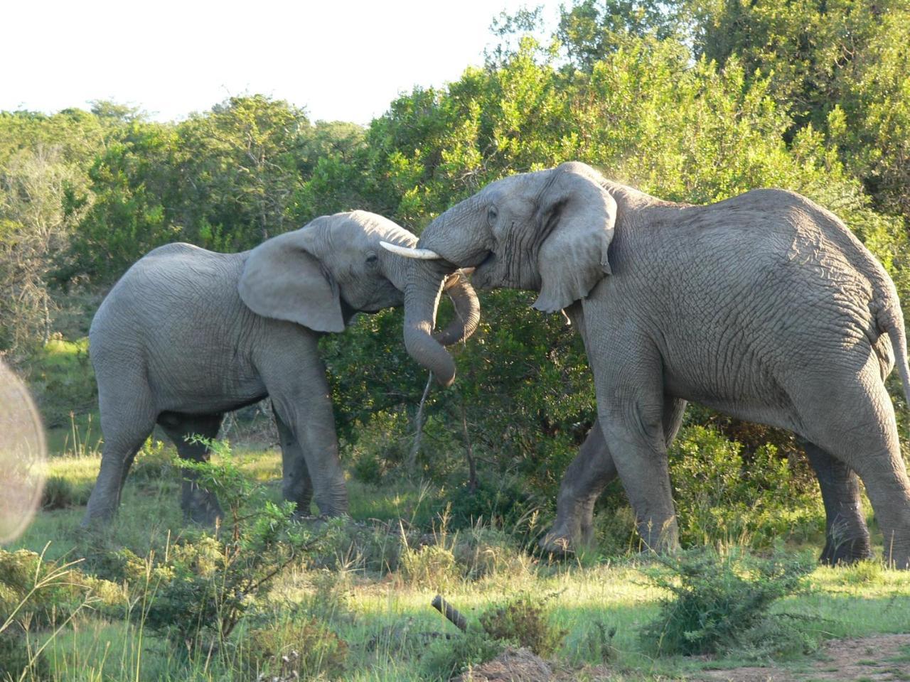 Lalibela Game Reserve - Kichaka Lodge Paterson Ngoại thất bức ảnh