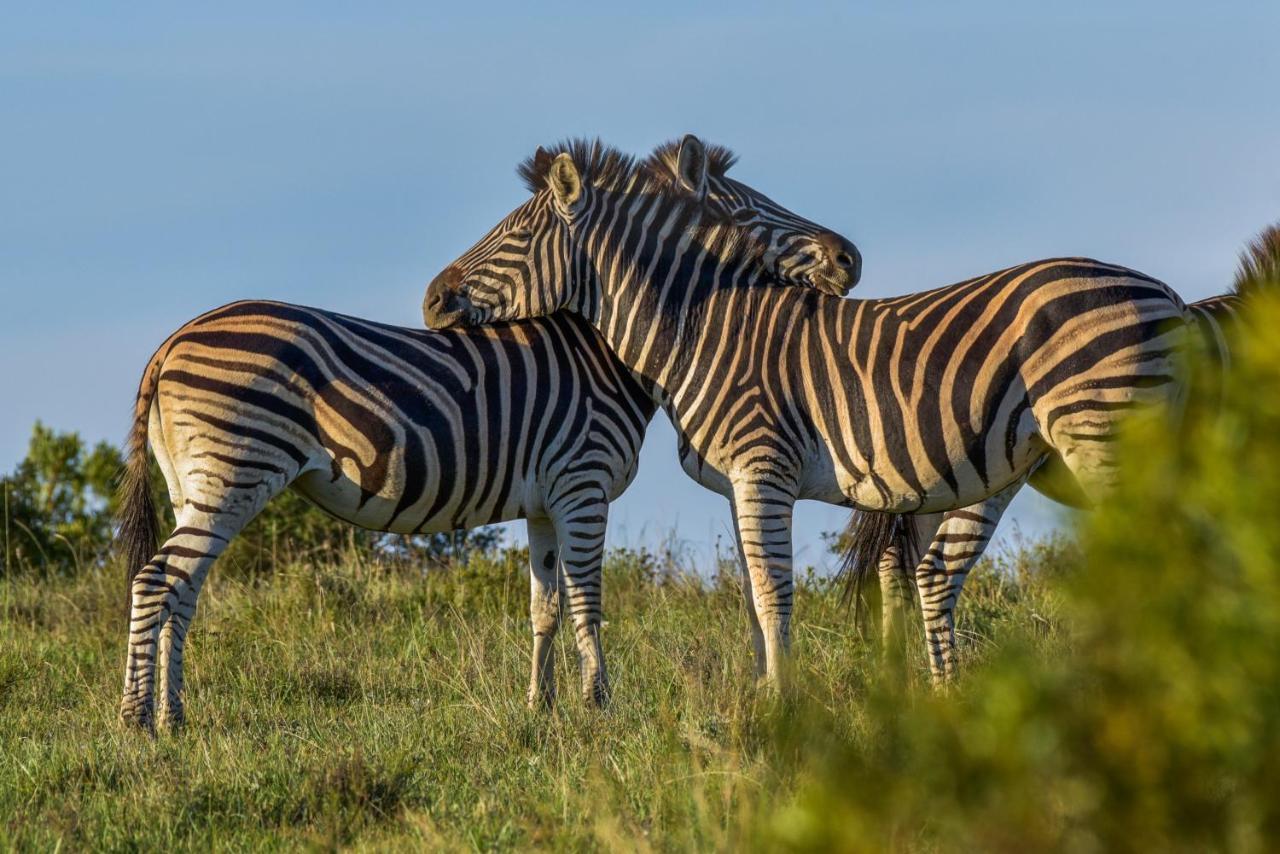 Lalibela Game Reserve - Kichaka Lodge Paterson Ngoại thất bức ảnh
