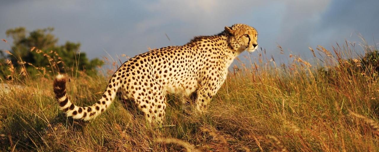 Lalibela Game Reserve - Kichaka Lodge Paterson Ngoại thất bức ảnh