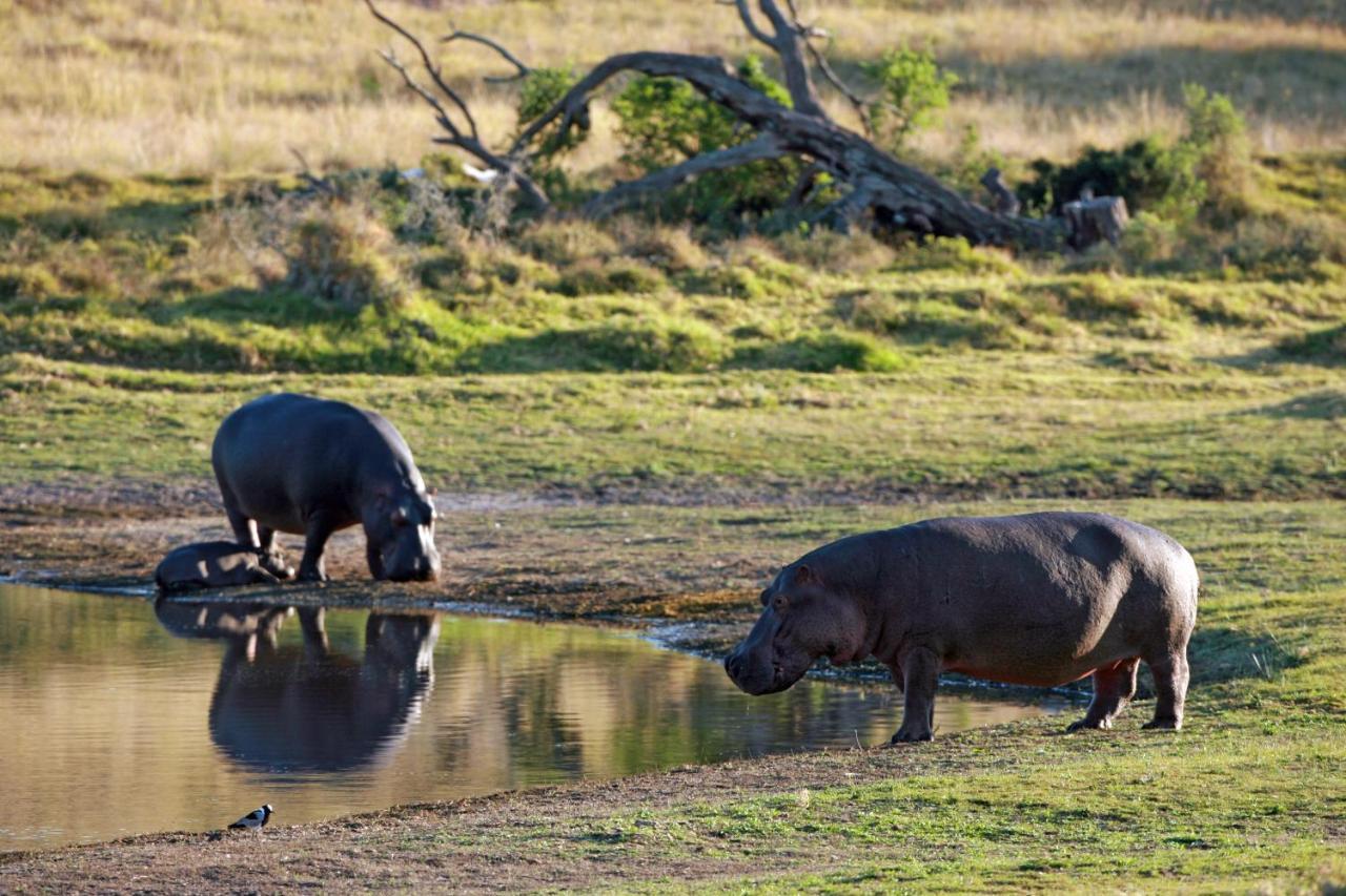Lalibela Game Reserve - Kichaka Lodge Paterson Ngoại thất bức ảnh