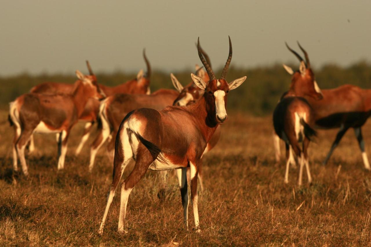 Lalibela Game Reserve - Kichaka Lodge Paterson Ngoại thất bức ảnh